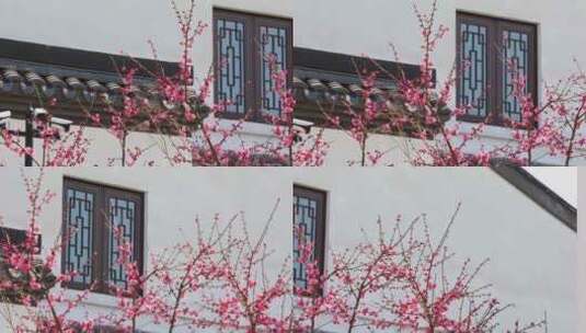初春中式园林庭院梅花盛开高清在线视频素材下载