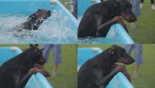 杜宾犬 游泳高清在线视频素材下载