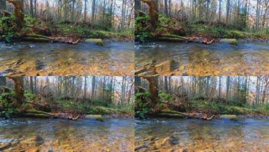 森林小河里清澈的流水 唯美自然高清在线视频素材下载
