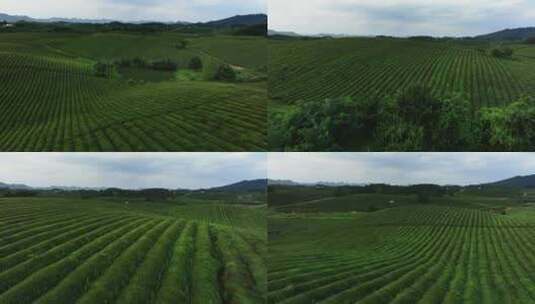 通用茶场茶海茶山绿茶种植航拍低角度视频高清在线视频素材下载