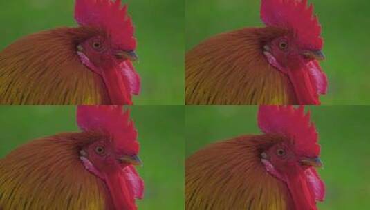 美丽公鸡的肖像特写高清在线视频素材下载