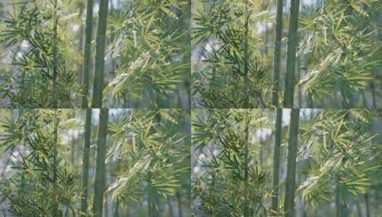 有很多叶子的竹子植物的特写高清在线视频素材下载