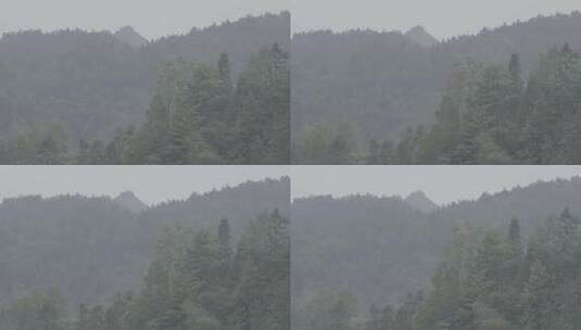 森林树木自然风光高清在线视频素材下载