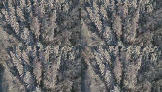 冬季原始森林航拍高清在线视频素材下载
