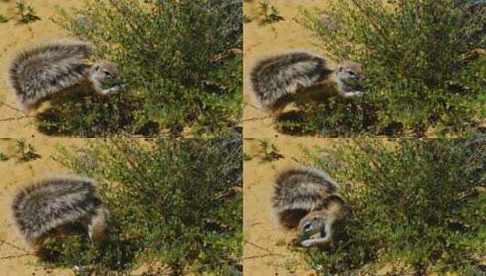 南非地松鼠在灌木丛中觅食时，用它蓬松的尾高清在线视频素材下载