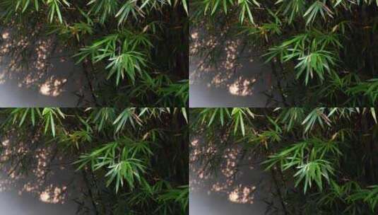 阳光下江南园林竹子竹叶的白墙背景光影空镜高清在线视频素材下载