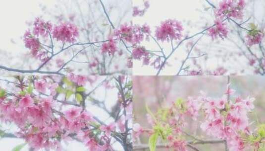 春日的樱花高清在线视频素材下载