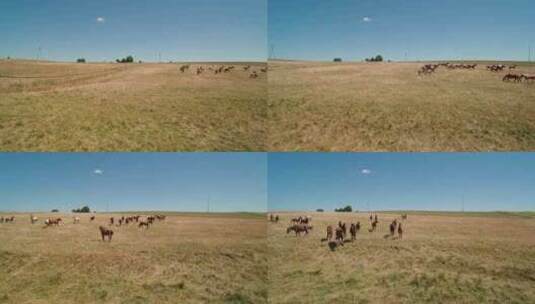 仲夏，马在草地上奔跑高清在线视频素材下载