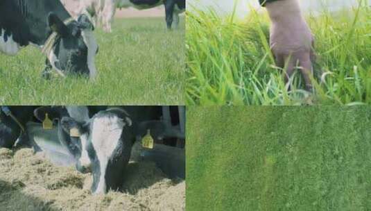 牧场 奶牛 牛奶 养殖基地 草原 青草高清在线视频素材下载