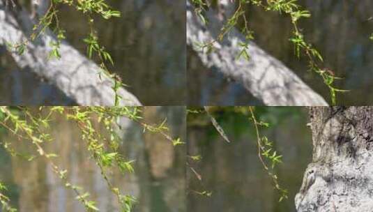 4K春天植物树枝吐出嫩芽实拍视频高清在线视频素材下载