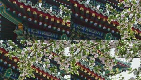 北京春天明清古建筑与凋落的海棠花特写高清在线视频素材下载