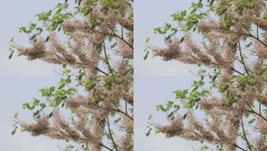 泰国樱花、花旗木高清在线视频素材下载