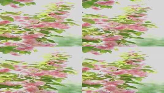 4K花卉空镜素材——樱花高清在线视频素材下载
