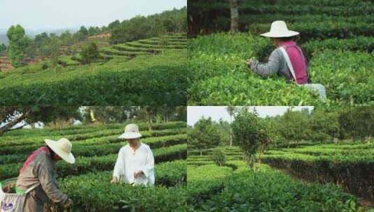 4K云南普洱茶山万亩茶园茶农采茶高清在线视频素材下载