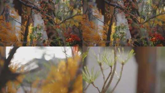 春暖花开雨后唯美植物水滴落下阳光照射高清在线视频素材下载