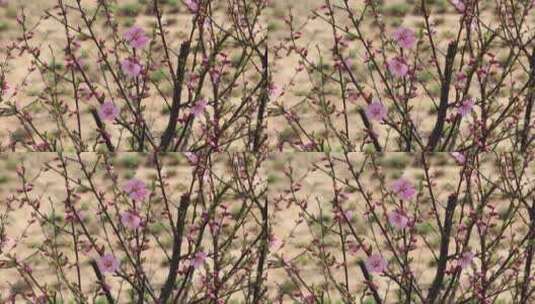 春天   春风吹动嫩绿的枝芽高清在线视频素材下载
