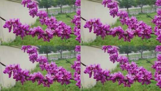 春天里的紫荆花花朵开放高清在线视频素材下载