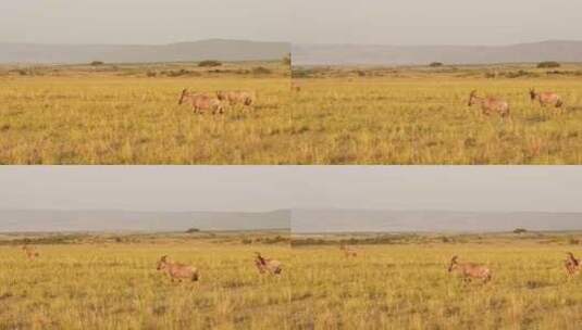 Safari，非洲，马赛马拉，哈特比斯特高清在线视频素材下载