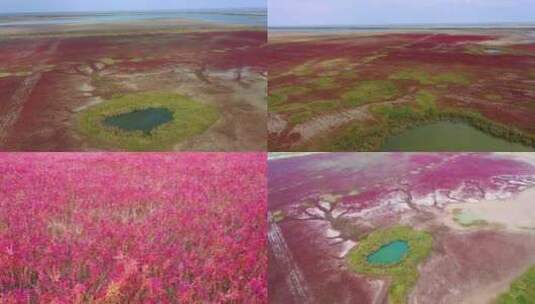 江苏盐城东台条子泥湿地红草地高清在线视频素材下载