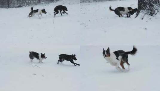 两只顽皮的狗在雪地里奔跑高清在线视频素材下载