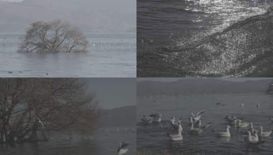 【4K50帧】云南昆明滇池大理洱海海鸥高清在线视频素材下载