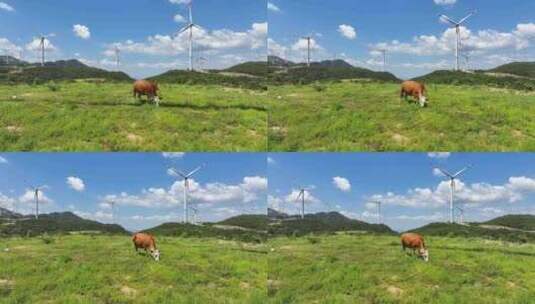 绿色高山牧场牛吃草风车风力发电高清在线视频素材下载