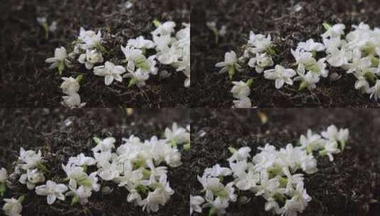 唯美茉莉花与茉莉花茶制作福州茉莉花种植园高清在线视频素材下载