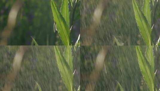 下雨被惊扰的昆虫高清在线视频素材下载