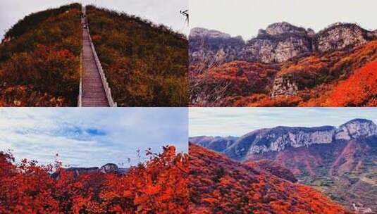 秋天景象:深秋季节红叶铺满山川高清在线视频素材下载