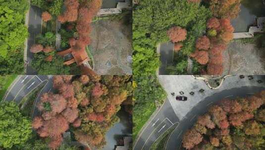 航拍广东省深圳市仙湖植物园落羽杉高清在线视频素材下载