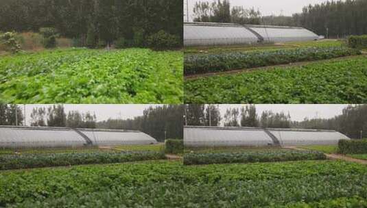 白菜基地蔬菜地农业大棚航拍高清在线视频素材下载