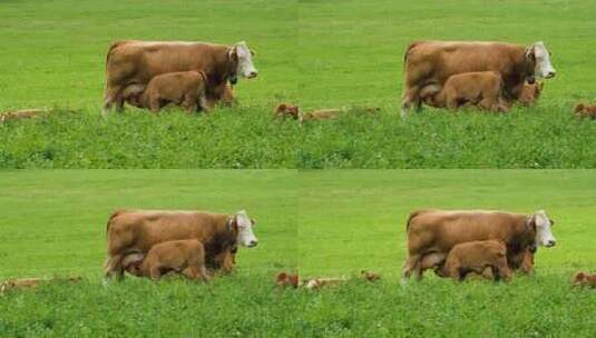 草原生正在喝奶的小牛犊高清在线视频素材下载