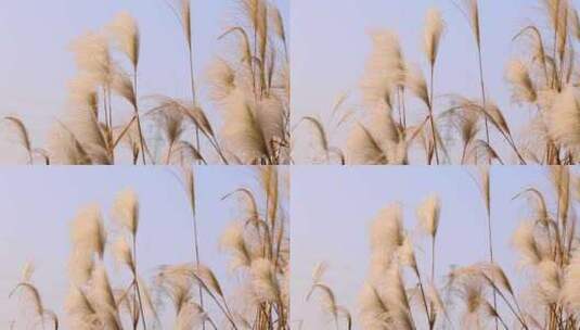 江南秋天田园湿地芦苇升格空镜高清在线视频素材下载