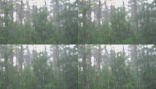 森林大雨高清在线视频素材下载