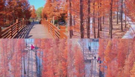 航拍枣庄薛城城南森林公园最美水杉树高清在线视频素材下载