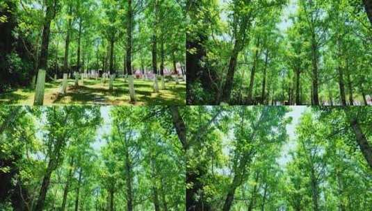 唯美树木树林白果树高清在线视频素材下载