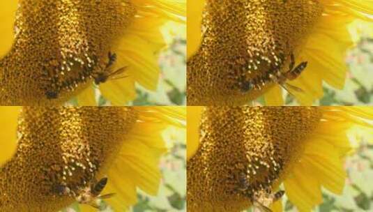 正在采蜜的蜜蜂高清在线视频素材下载