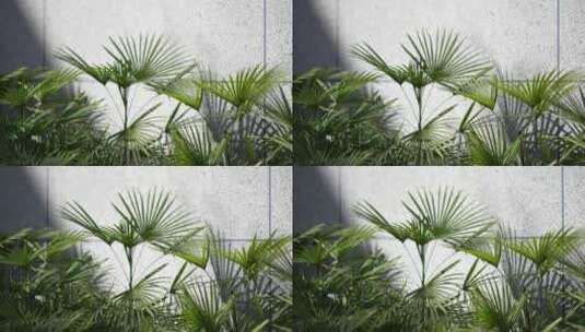 棕榈叶和花岗岩背景墙高清在线视频素材下载