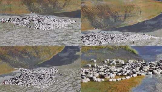 航拍西藏阿里班公湖羊群风光高清在线视频素材下载