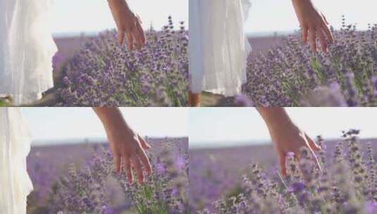 抚摸美丽的紫色薰衣草高清在线视频素材下载