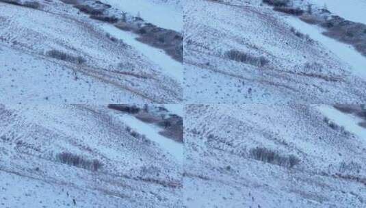 大兴安岭冬天山坡上奔跑的狍子高清在线视频素材下载