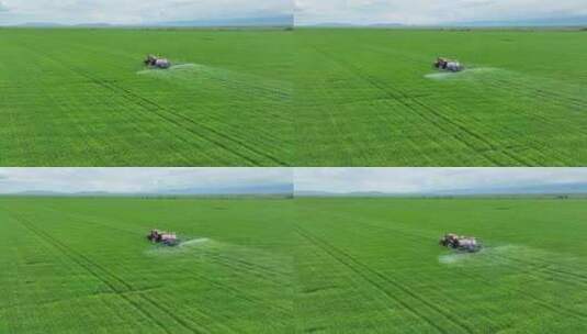 新疆昭苏夏季小麦地高清在线视频素材下载