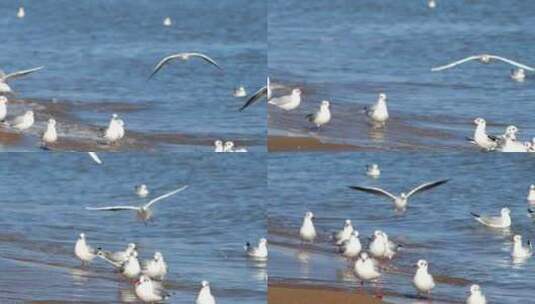 海边海鸥高清在线视频素材下载