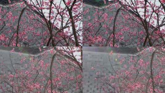 初春中式园林庭院梅花盛开高清在线视频素材下载