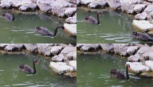 江南园林南京瞻园中式庭院池塘里的黑天鹅高清在线视频素材下载