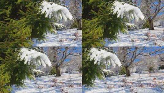 松树枝头的积雪高清在线视频素材下载