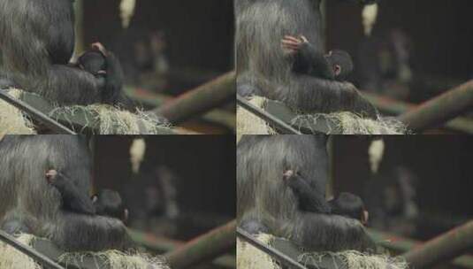 可爱时刻的特写濒危西方黑猩猩宝宝在动物园高清在线视频素材下载