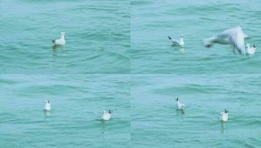 海面上成群白海鸥高清在线视频素材下载