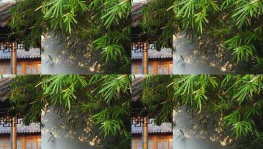阳光下江南园林竹子竹叶的白墙背景光影空镜高清在线视频素材下载