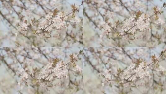 春天春暖花开白色花朵桃花樱花空镜高清在线视频素材下载